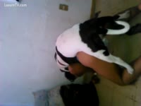 Dog bangs gay bestiality tumblr